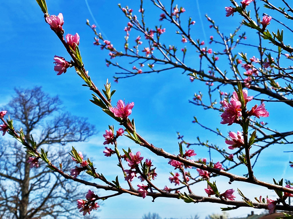 032220_Peach_Tree_Blooms.jpg