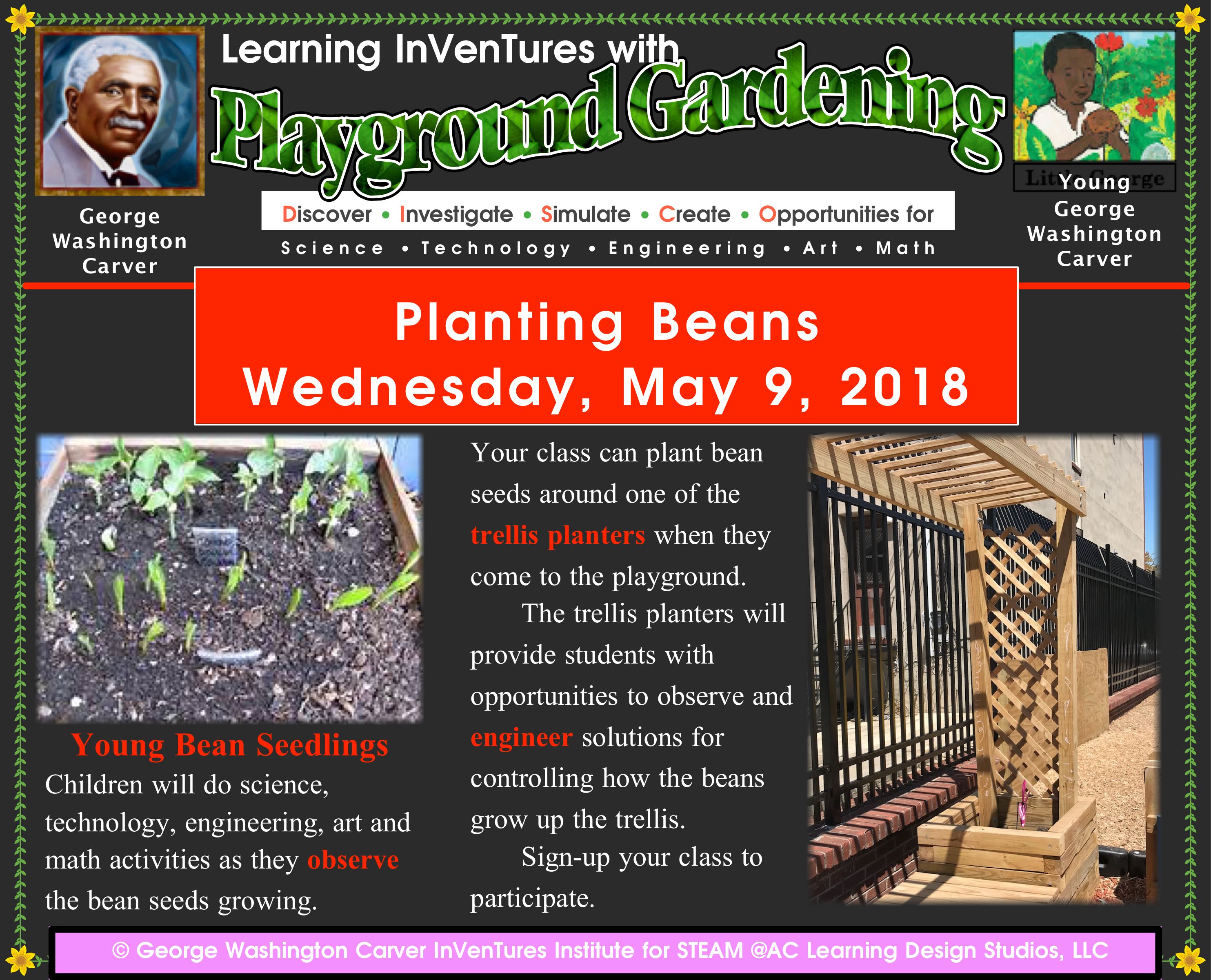Planting_Beans.jpeg